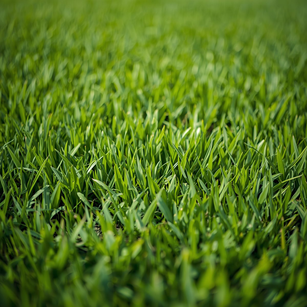 Lush thick green healthy grass